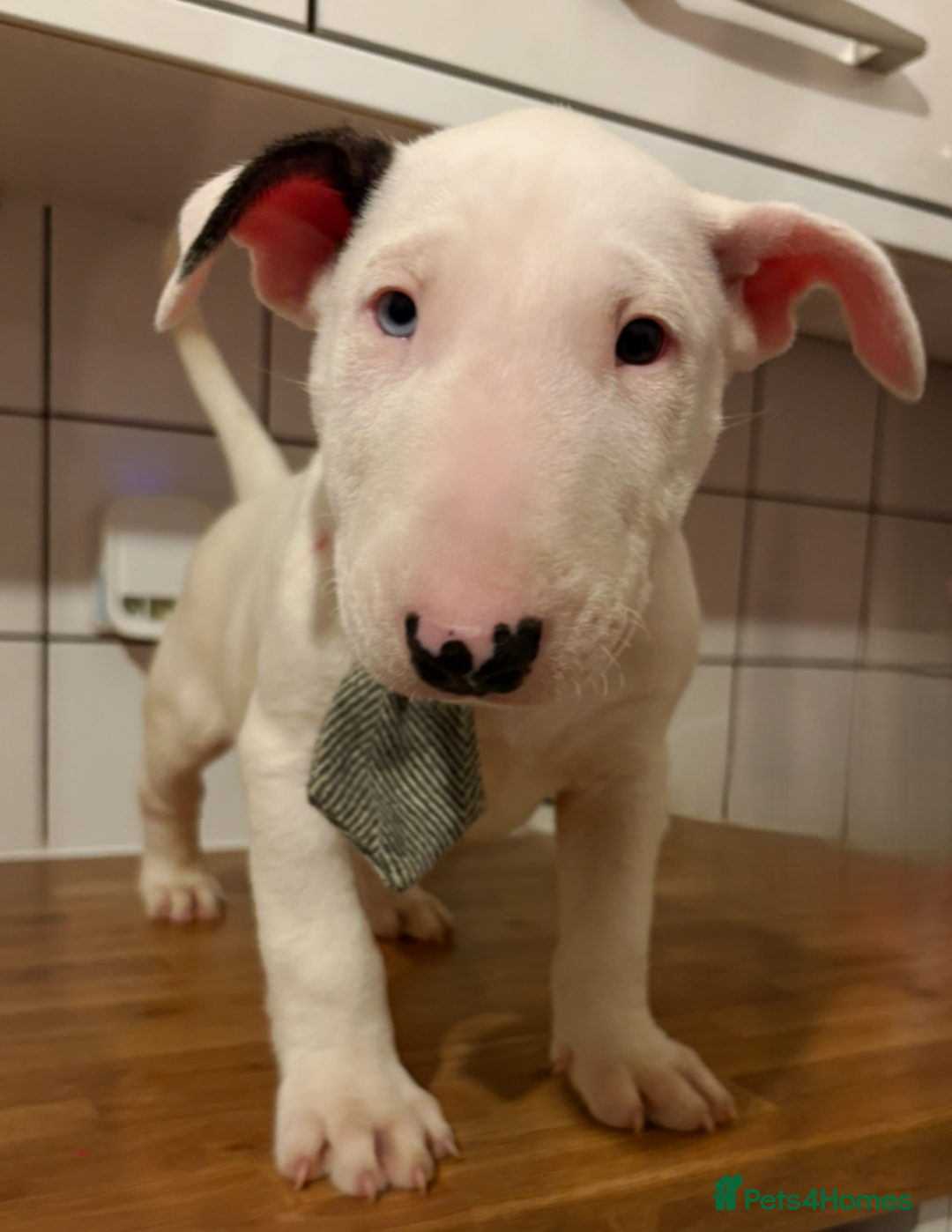 English Bull Terrier dogs for sale: ⭐️Ready Now ⭐️KC Champion EBT Pups ⭐️ - Advert 4