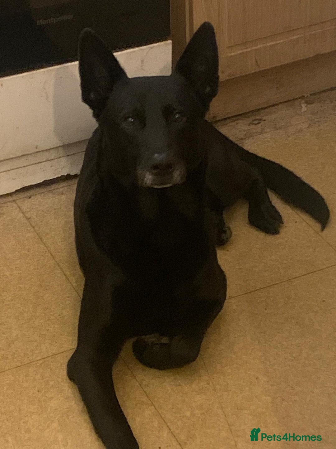 Mixed Breed dogs for sale: Presa shepherds  - Advert 2