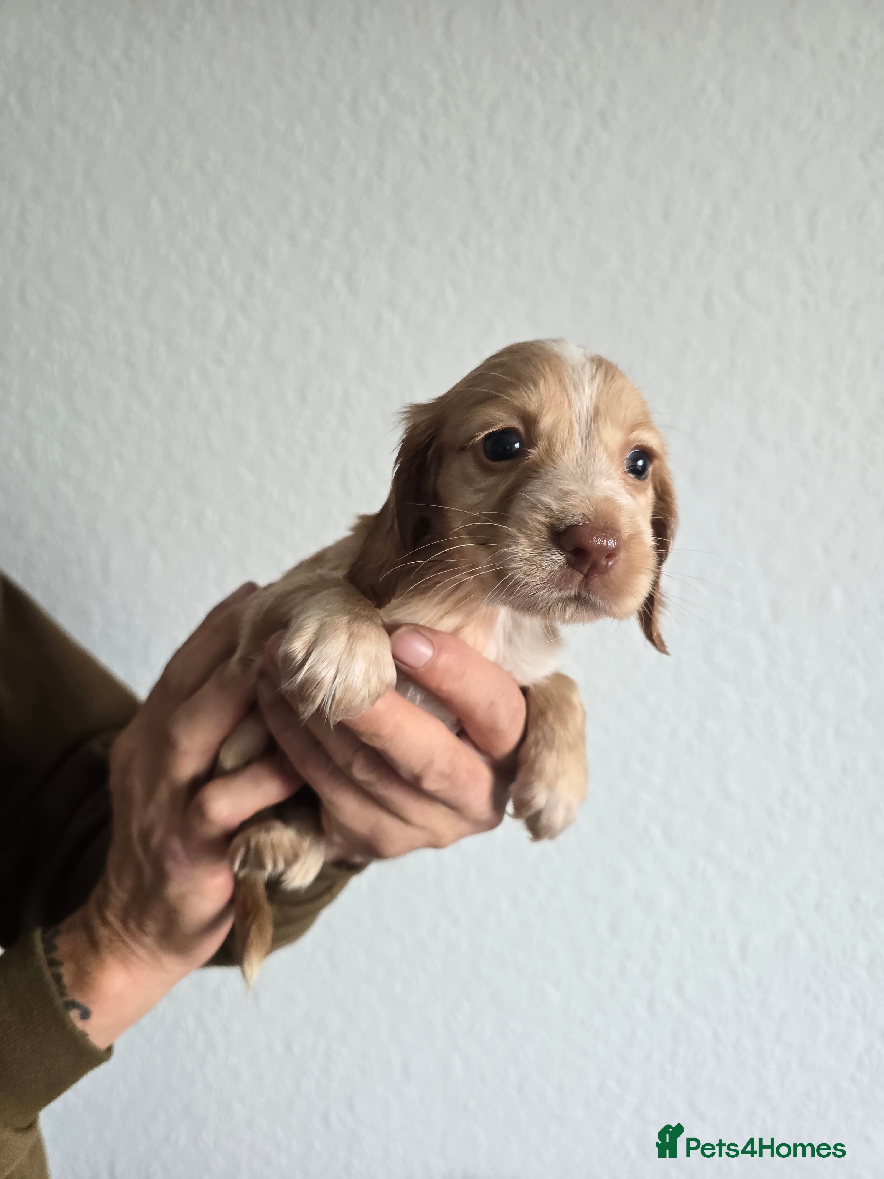 Cocker Spaniel dogs Stunning cocker spaniel puppies  - Advert 2