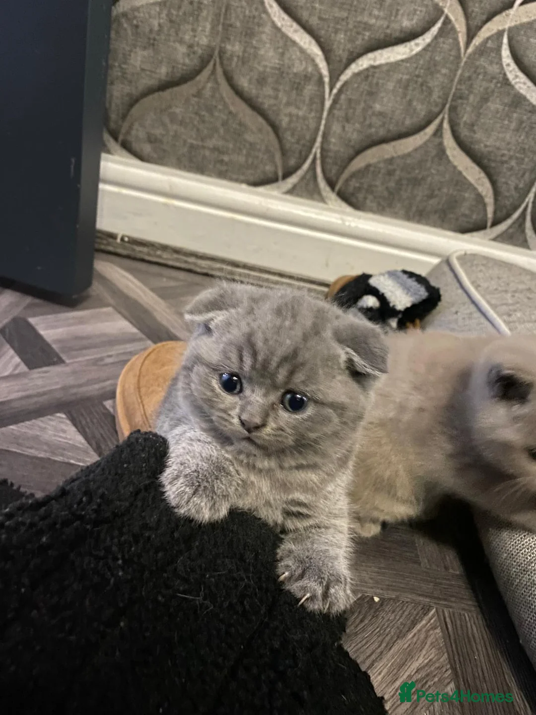 British Shorthair cats for sale: British shorthair snd scottish fold  - Advert 11