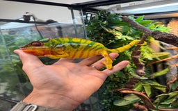 Chameleon reptiles for sale: Panther Chamaleon  - Advert 2