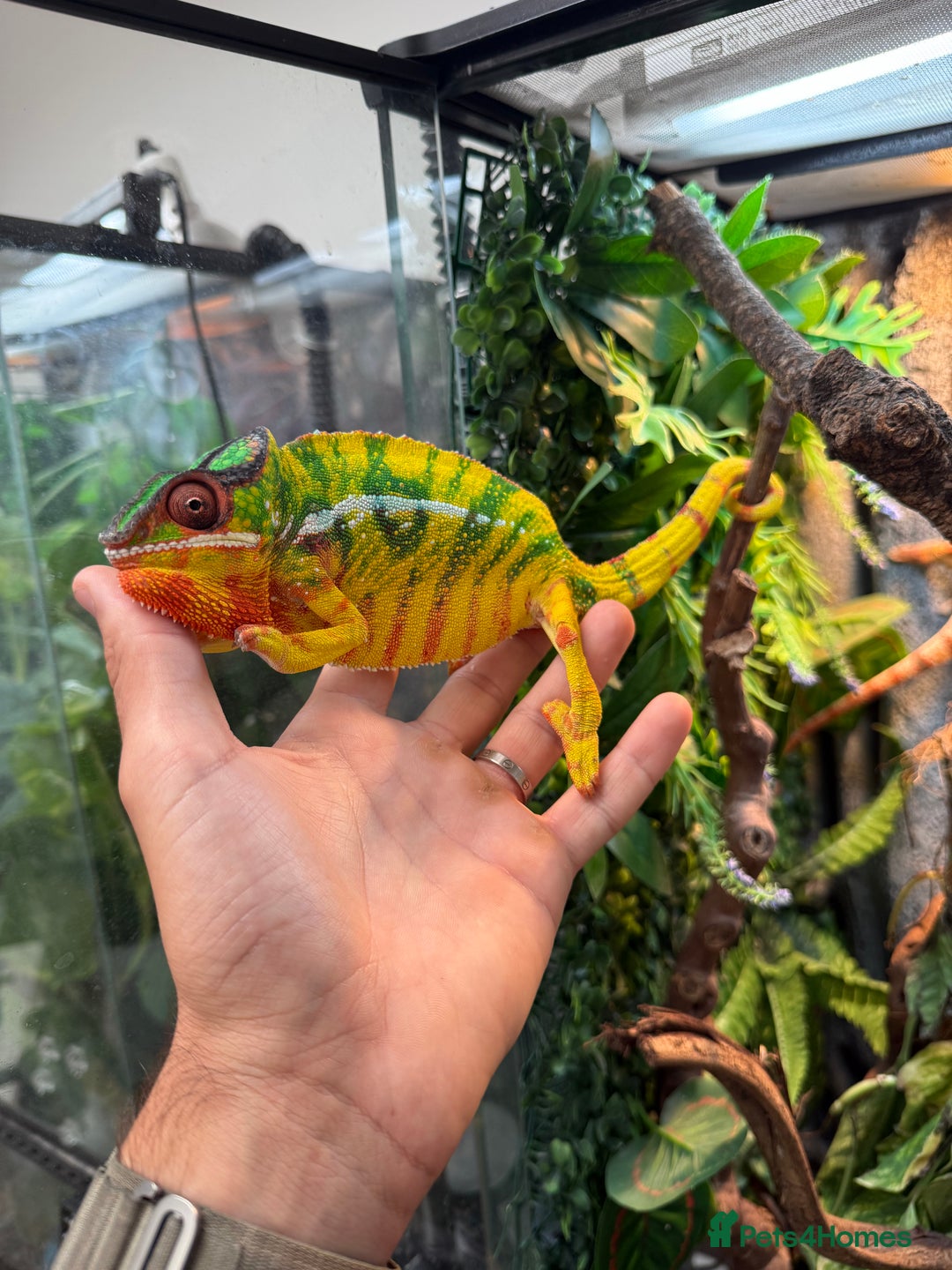 Chameleon reptiles for sale: Panther Chamaleon  - Advert 2