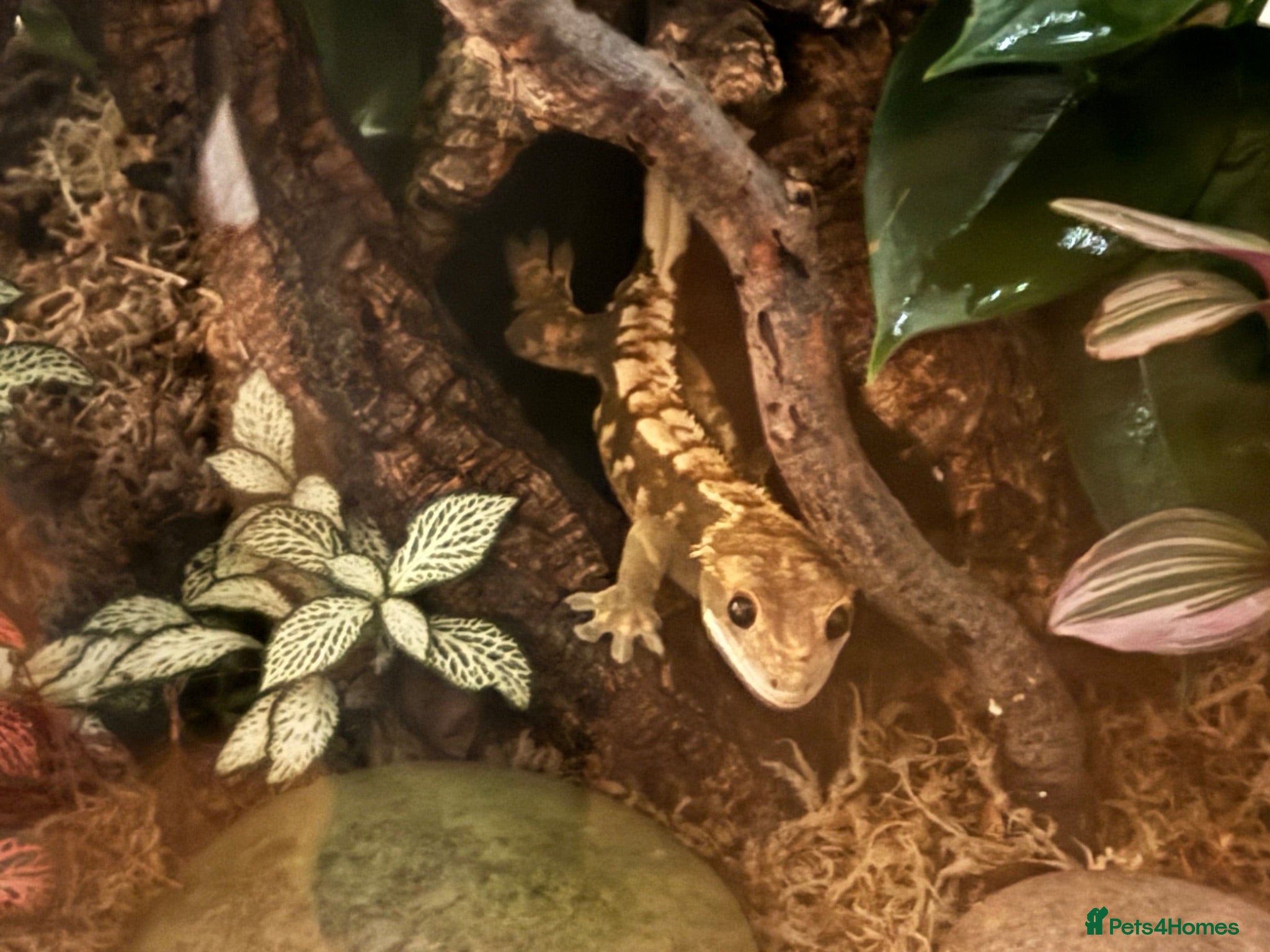 Gecko reptiles Crested Gecko - Advert 2