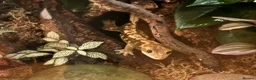 Gecko reptiles for sale: Crested Gecko in Wakefield - Advert 1