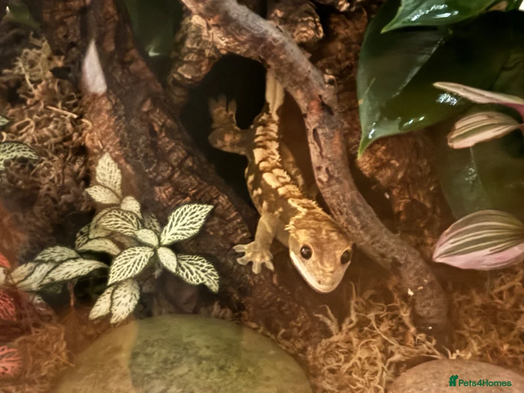 Gecko reptiles for sale: Crested Gecko in Wakefield - Advert 1