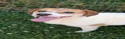 Mixed Breed dogs for adoption: Bagel for adoption! in Walsall - Advert 1