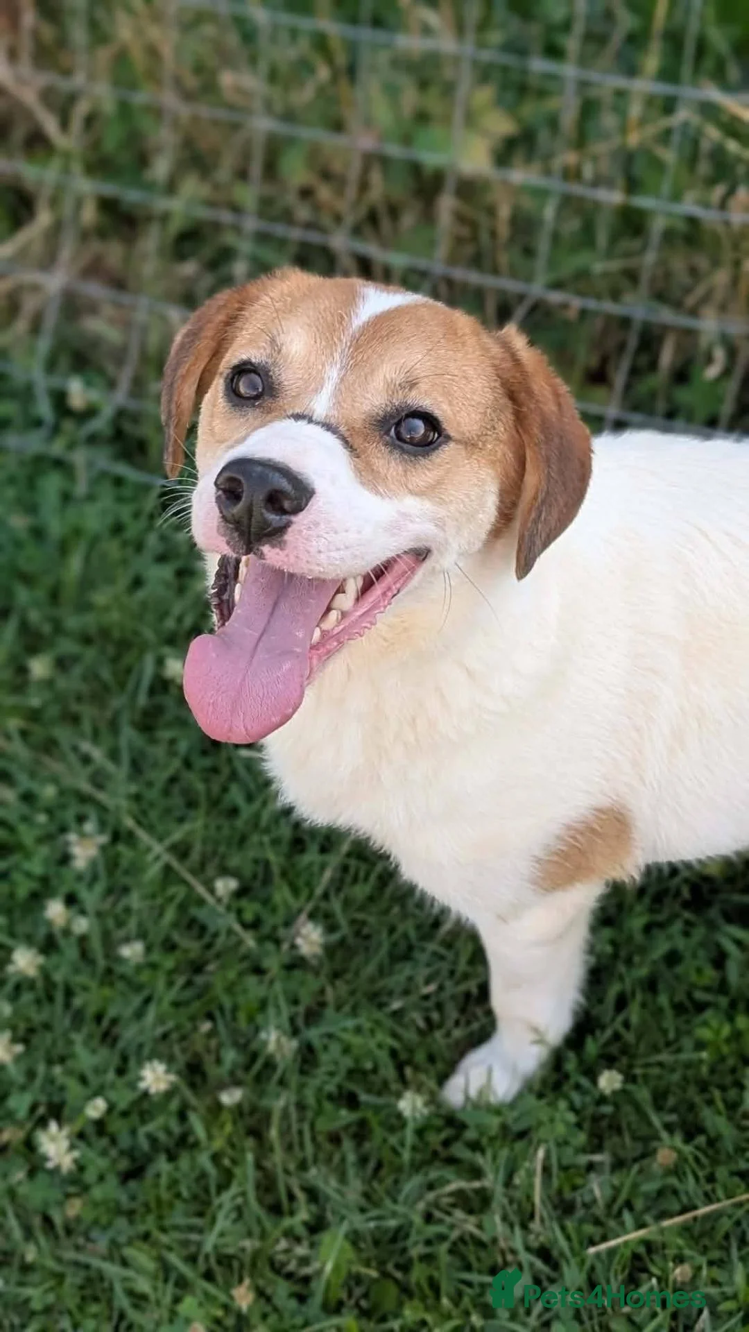 Mixed Breed dogs for adoption: Bagel for adoption! in Walsall - Advert 1