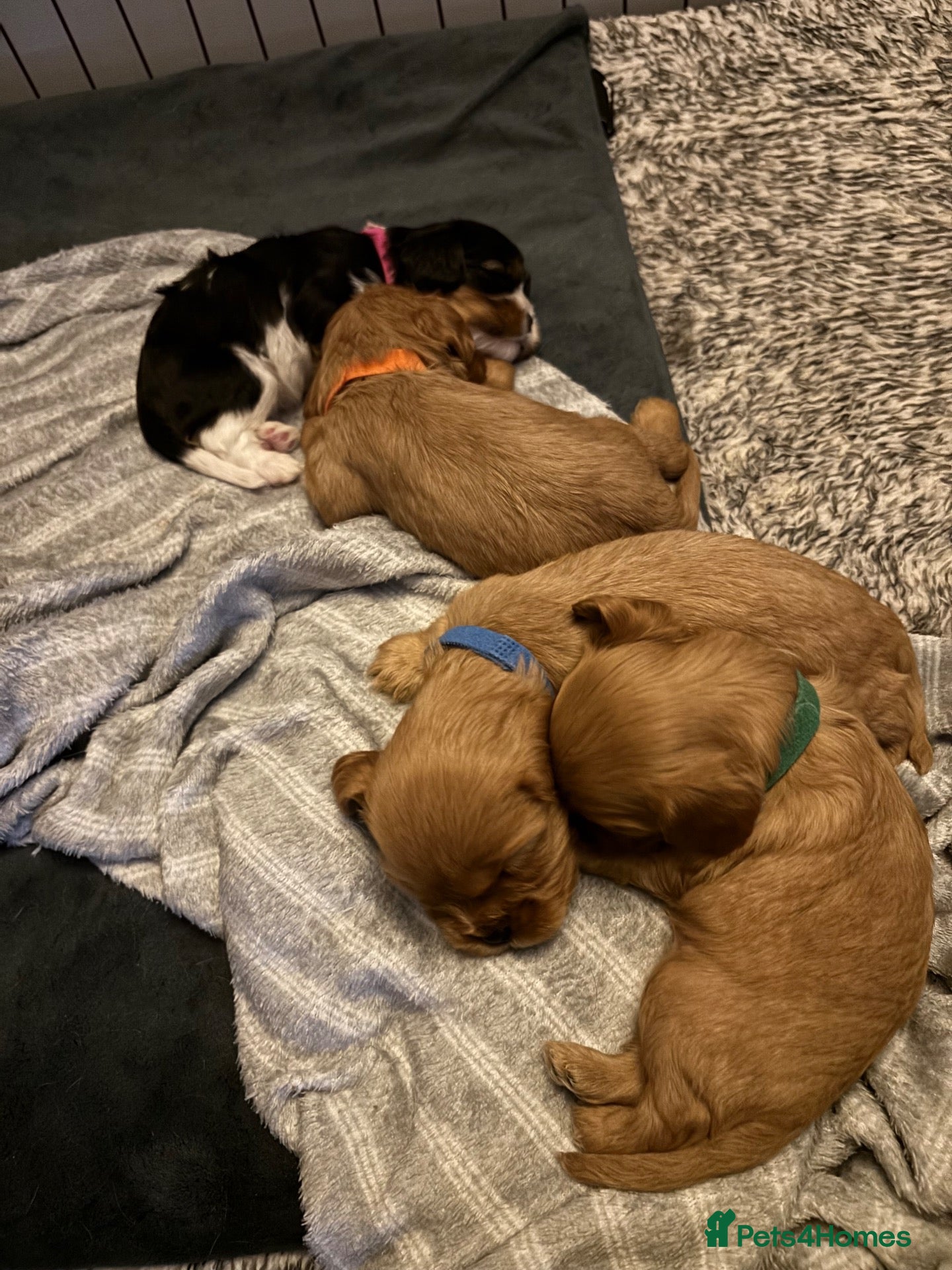 Cavalier King Charles Spaniel dogs Full Breed Cavalier King Charles Spaniels  - Advert 11