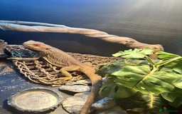 Bearded Dragon reptiles for sale: Bearded dragon  - Image 6