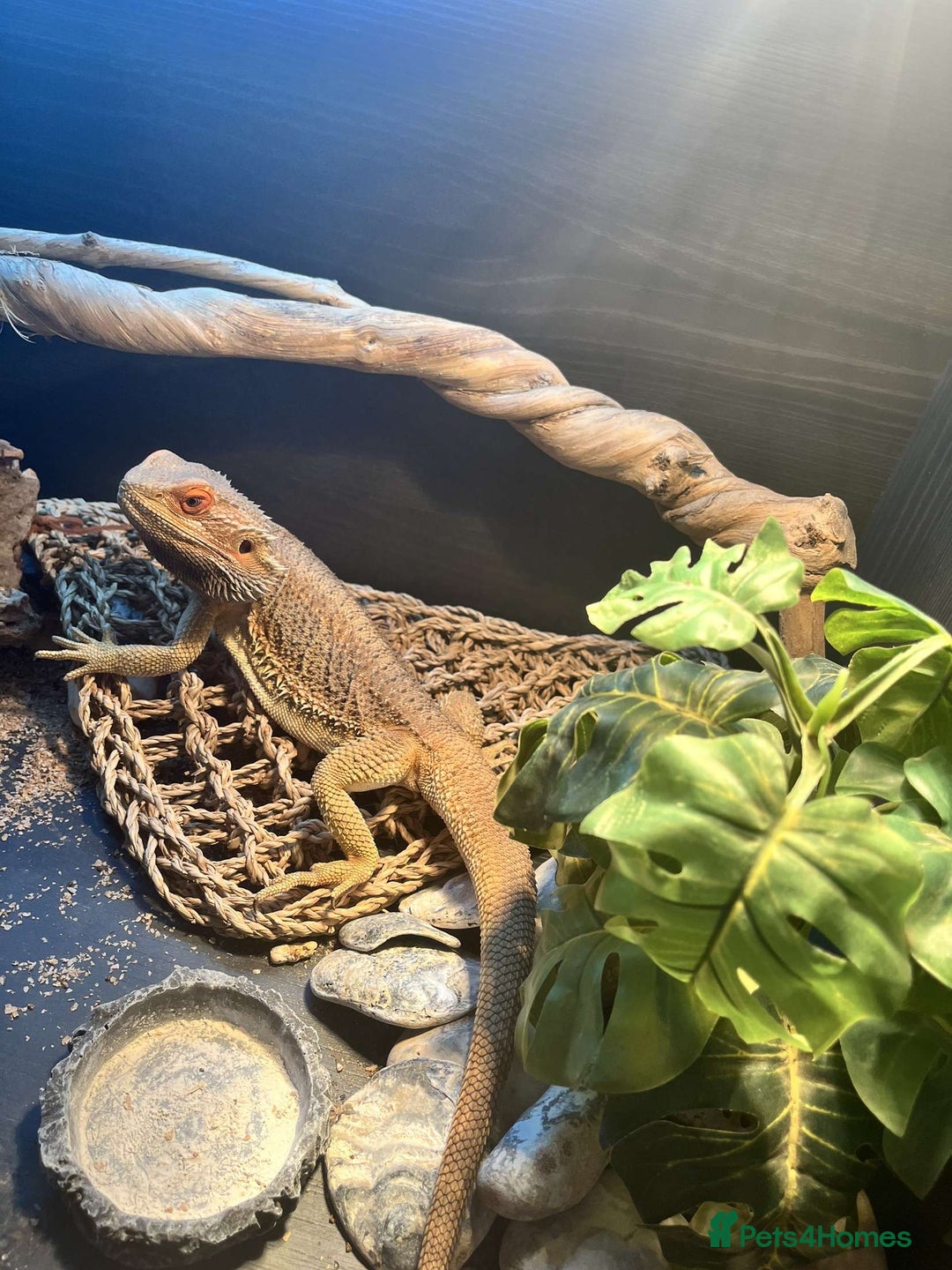 Bearded Dragon reptiles for sale: Bearded dragon  - Image 6