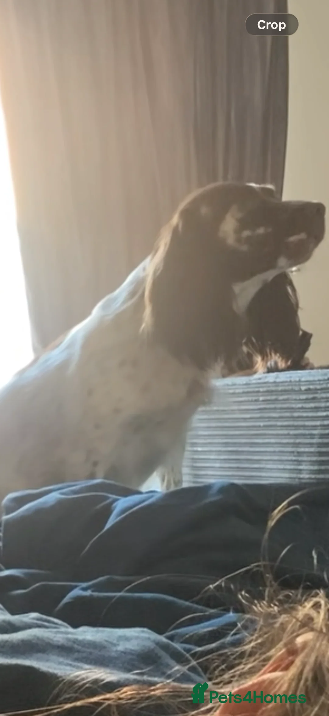 English Springer Spaniel dogs for sale: Girl dog  - Advert 2