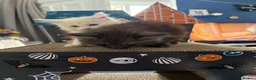 Maine Coon cats for sale: Beautiful mc kittens great personalities - Advert 12