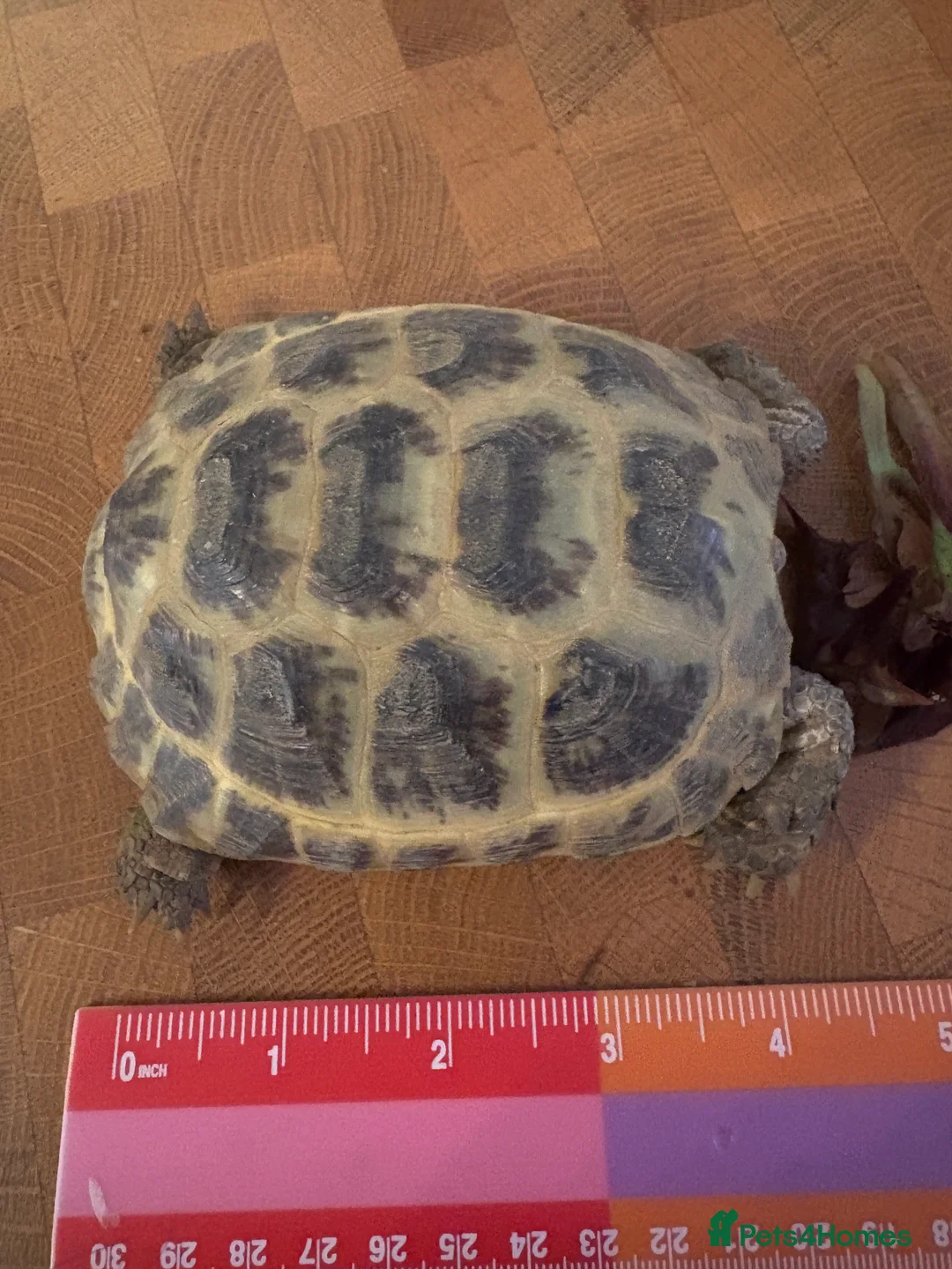 Tortoise reptiles for sale: Two Horsfield Tortoises  - Advert 4