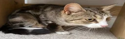 Mixed Breed cats for sale: Rosey, female Tabby mix age 3 - Advert 3