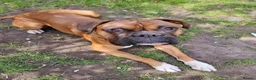 Boxer dogs for stud: Proven KC Red with Black Mask Boxer Hrt Sc 0 - Advert 2