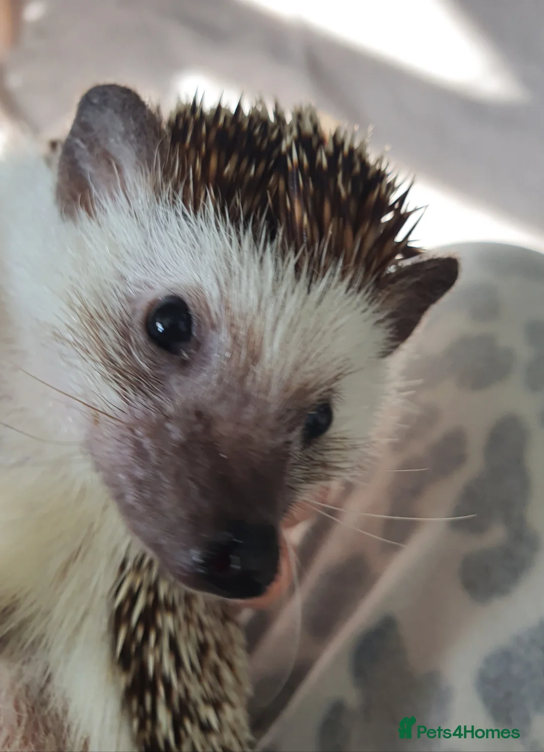 Pygmy Hedgehog rodents for sale: Male African pygmy hedgehog  - Advert 5