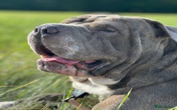 Shar Pei dogs for stud: Big Ted For Stud - Image 1