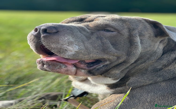 Shar Pei dogs - Advert 1