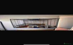 Hamster rodents for sale: Hamsters  - Image 1