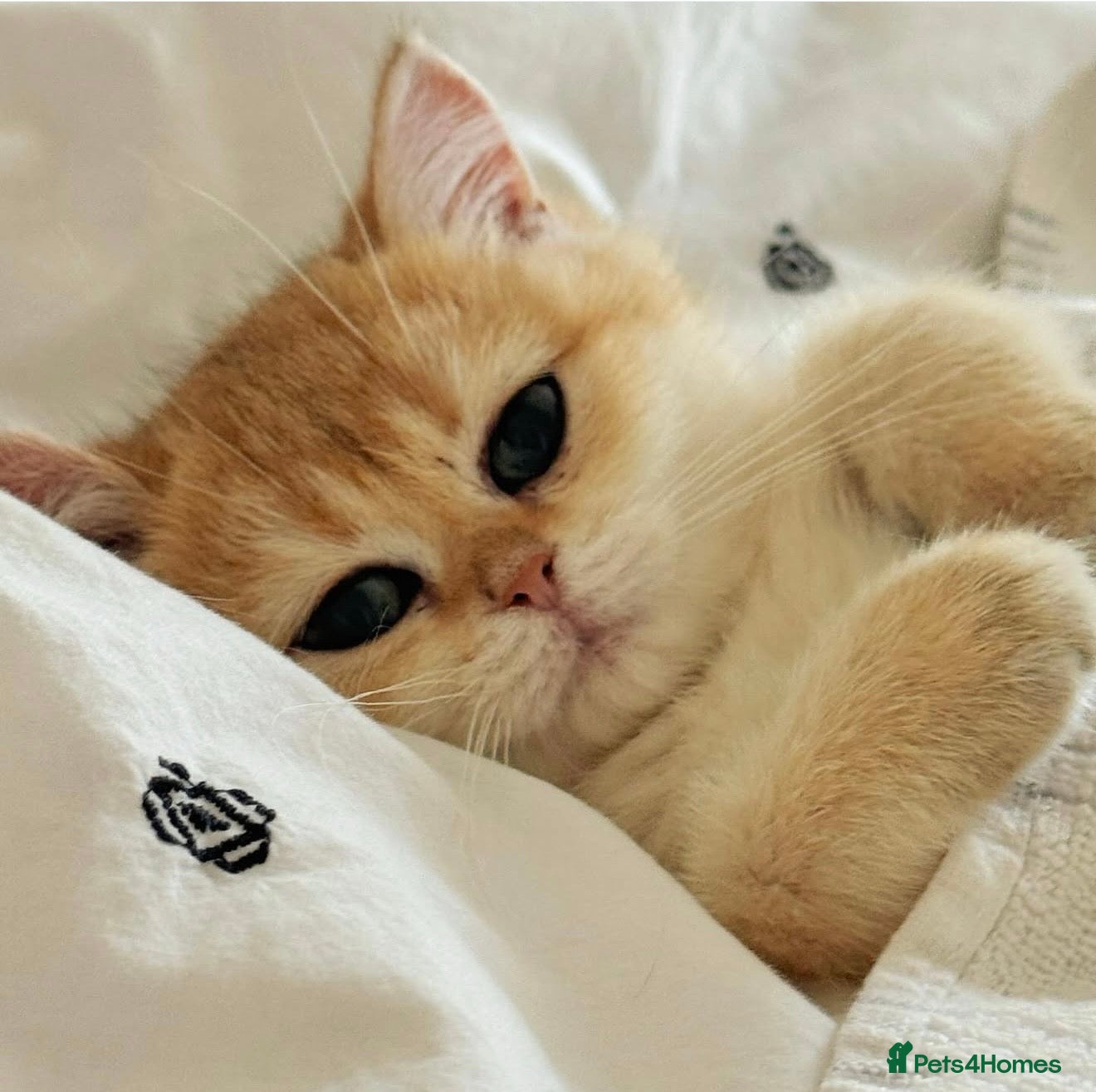 British Shorthair cats Last beautiful golden girl - Advert 3