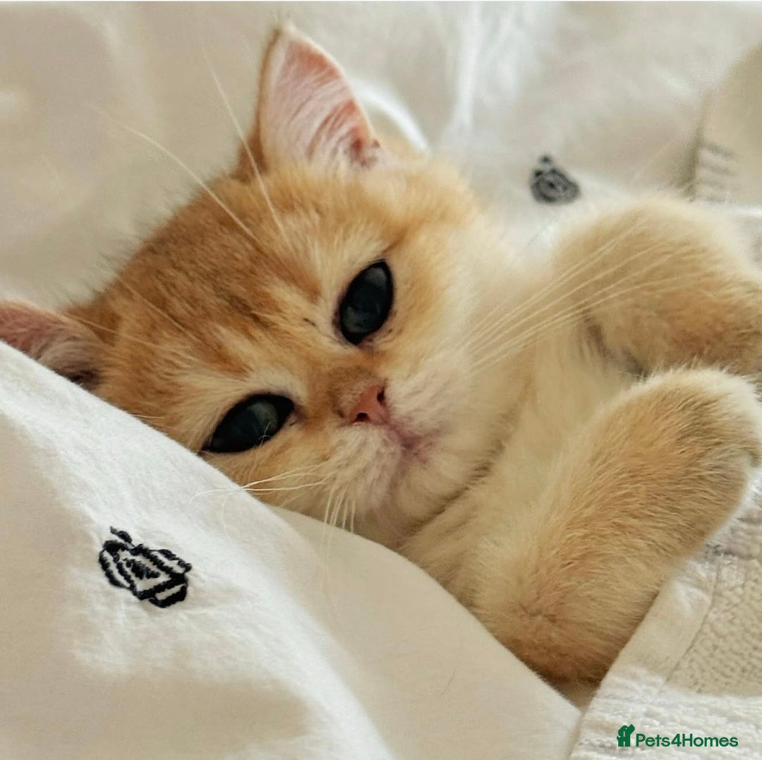 British Shorthair cats for sale: Last beautiful golden girl - Advert 1