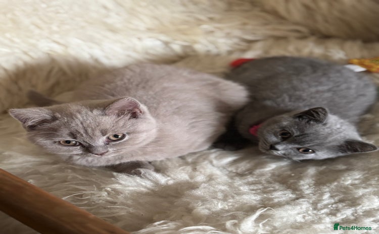 British Shorthair cats - Advert 4