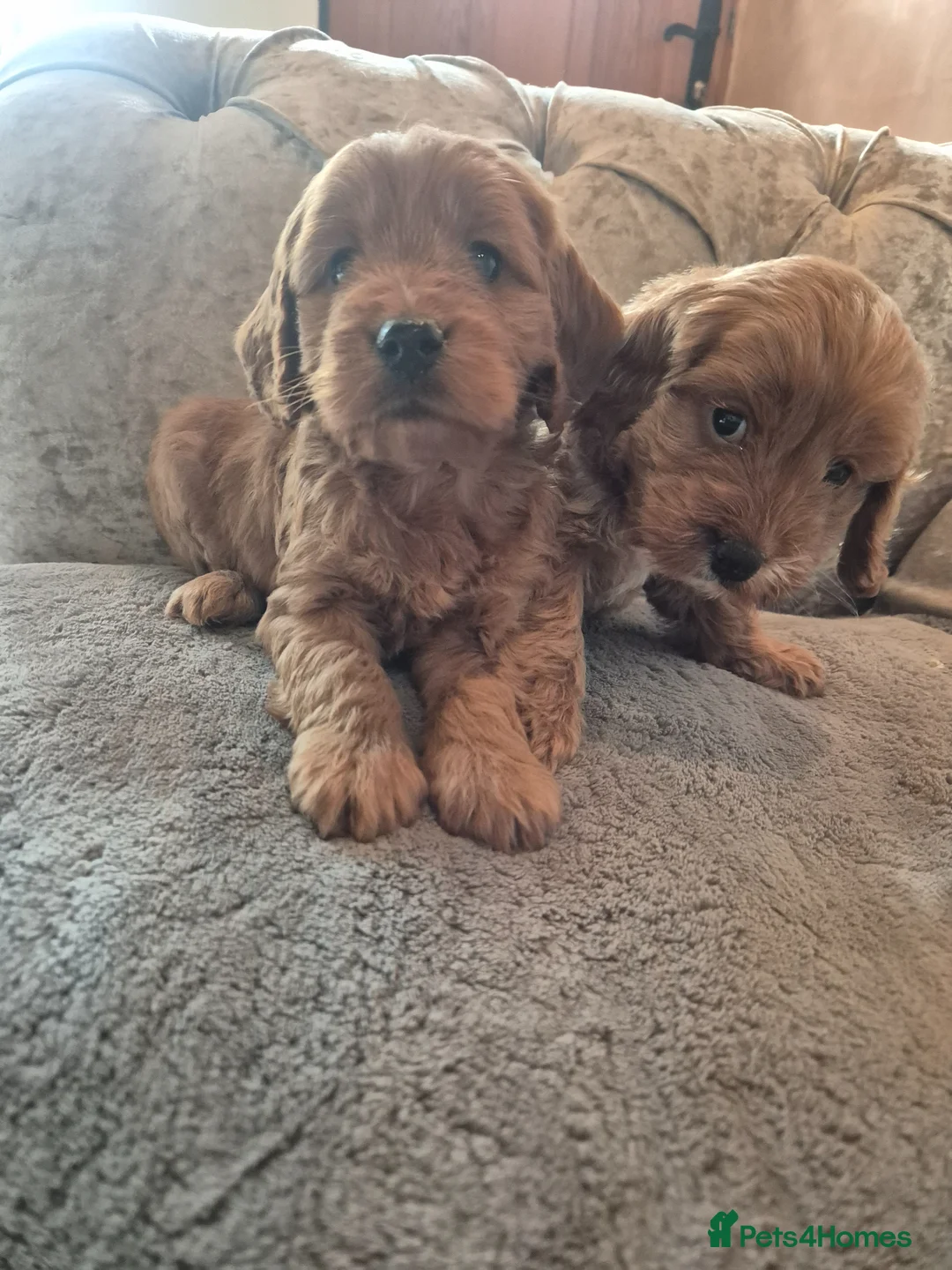 Miniature Poodle dogs for stud: Kc stud proven extensively health tested poodle - Advert 2