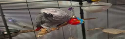 Parrots birds for sale: Joey the Grey Parrot in Wakefield - Advert 1