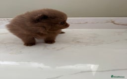 Pomeranian dogs for sale: Ready in 3 weeks! Two Beautiful teddy bear faces🐻 - Advert 9