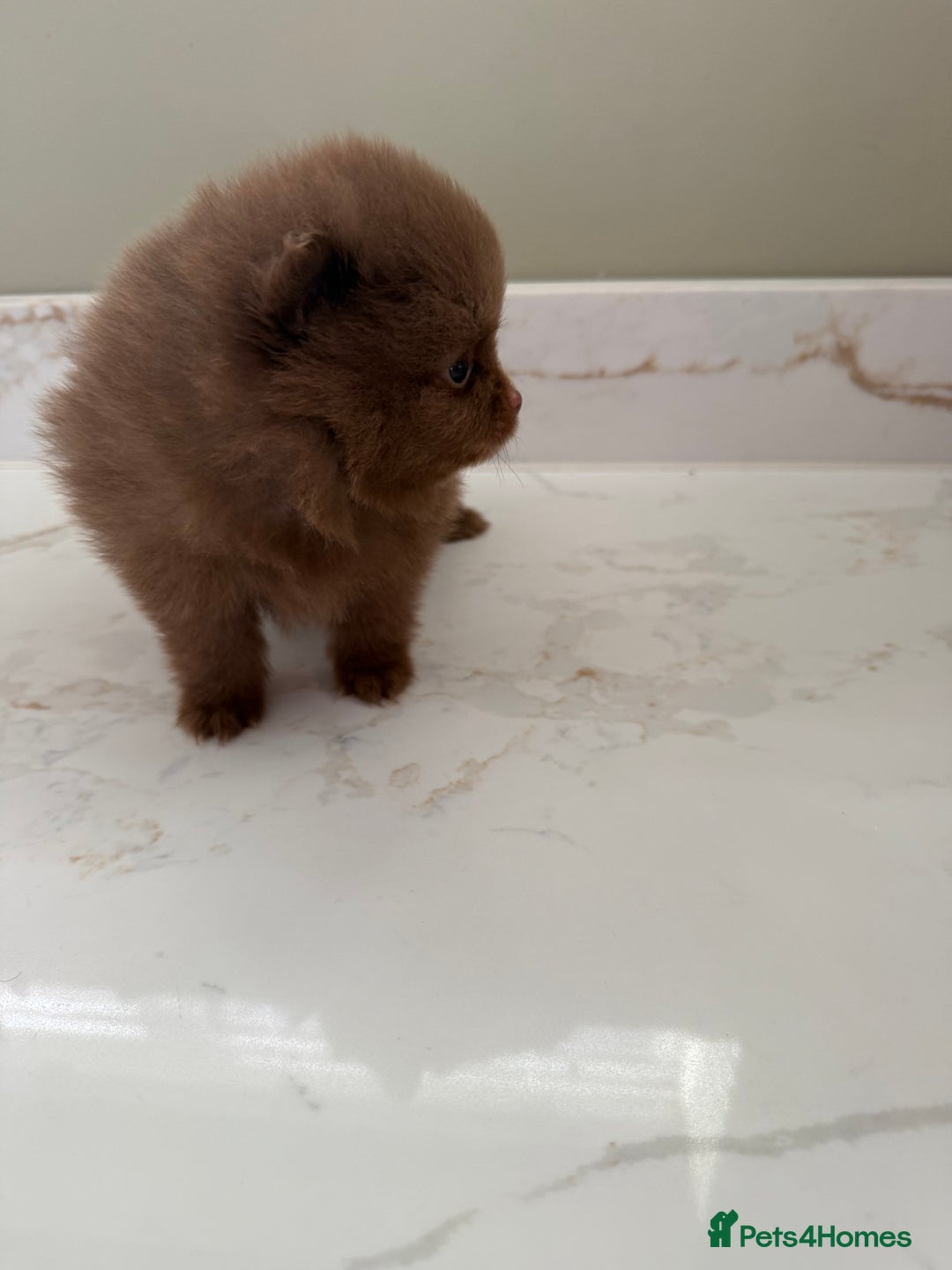Pomeranian dogs for sale: Ready in 3 weeks! Two Beautiful teddy bear faces🐻 - Advert 9