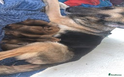 Mixed Breed dogs for sale: German Shepherd x Staffy  - Image 6
