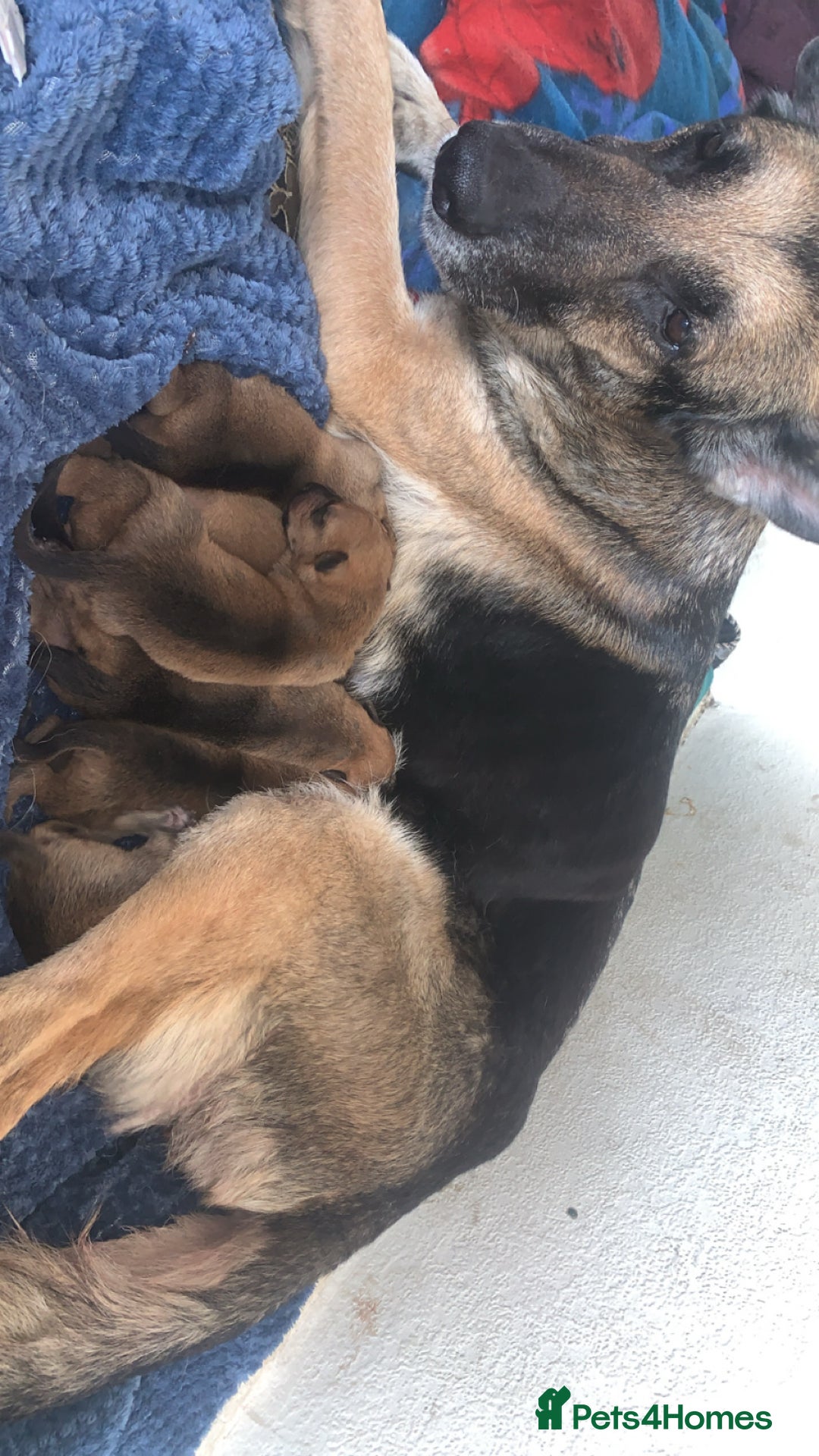 Mixed Breed dogs for sale: German Shepherd x Staffy  - Image 6