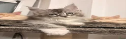 Maine Coon cats for sale: Sweet teddy bears. 🧸 🐈‍⬛ - Advert 29