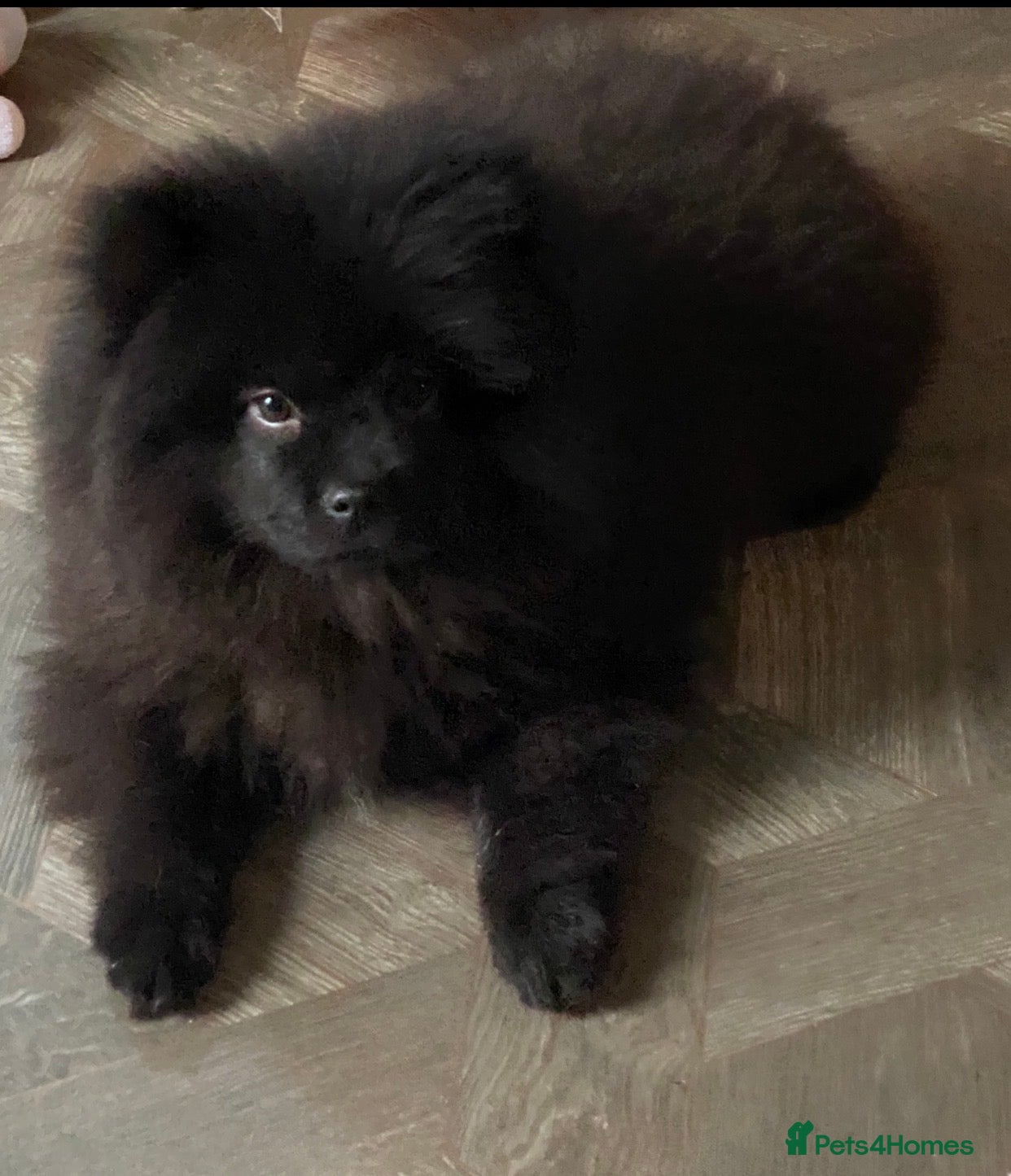 Mixed Breed dogs For sale 1 unique chowpom Puppy - Advert 1