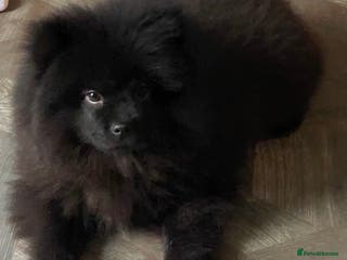 Mixed Breed dogs For sale 1 unique chowpom Puppy - Advert 1