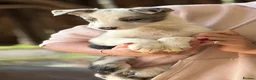 Border Collie dogs for sale: Pedigree Border collie puppies - Advert 5
