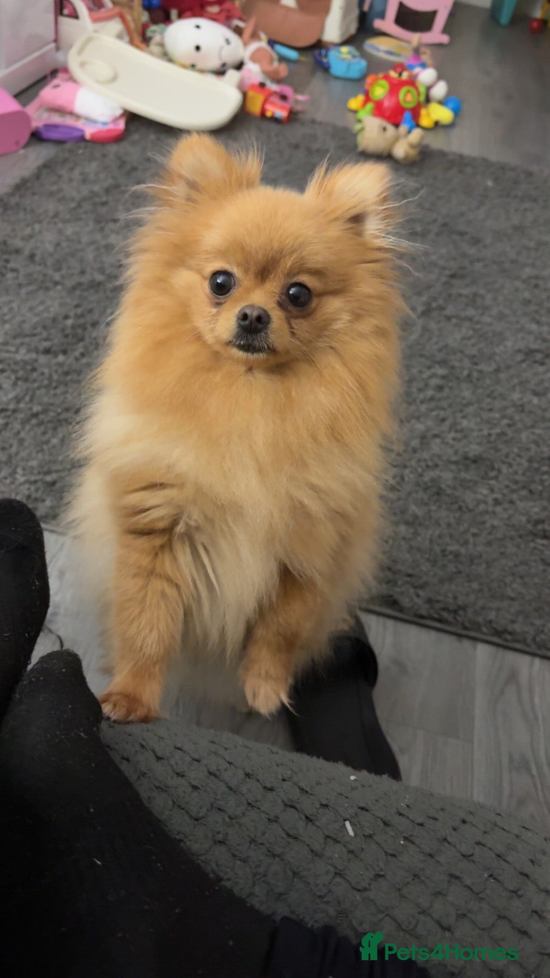 Pomeranian dogs Pomeranian puppies ❤️ - Advert 2