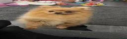 Pomeranian dogs for sale: Pomeranian puppies ❤️ - Advert 1