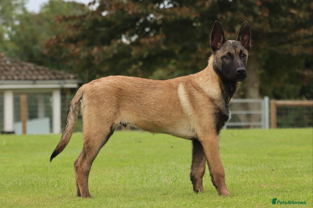 Belgian Shepherd Dog dogs for sale: FCI Belgian Malinois male  - Advert 2