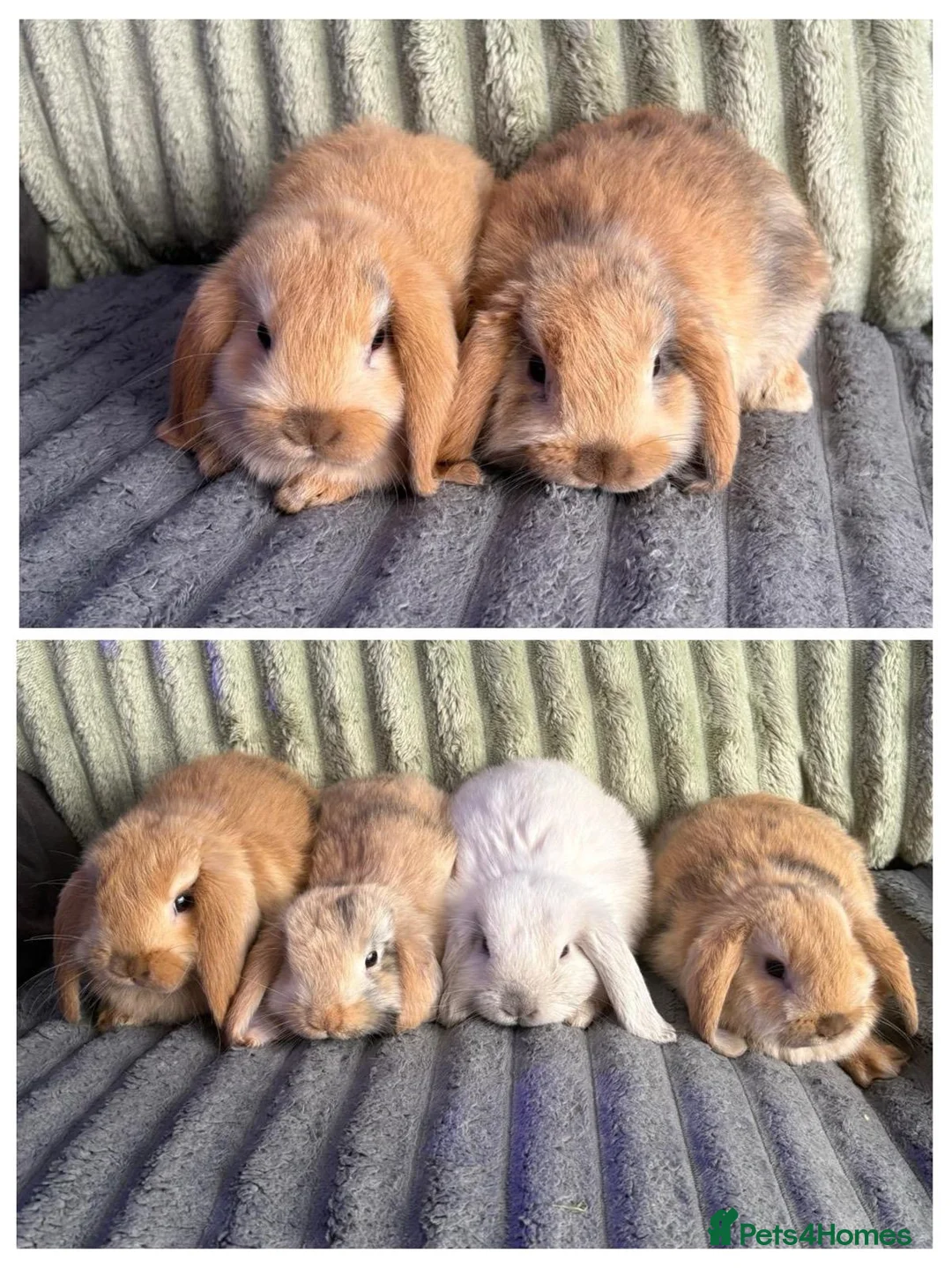 Mini Lop rabbits for sale: 💙🩷 Beautiful Pure Bred Mini Lop Bunnies 🩷💙 - Advert 1