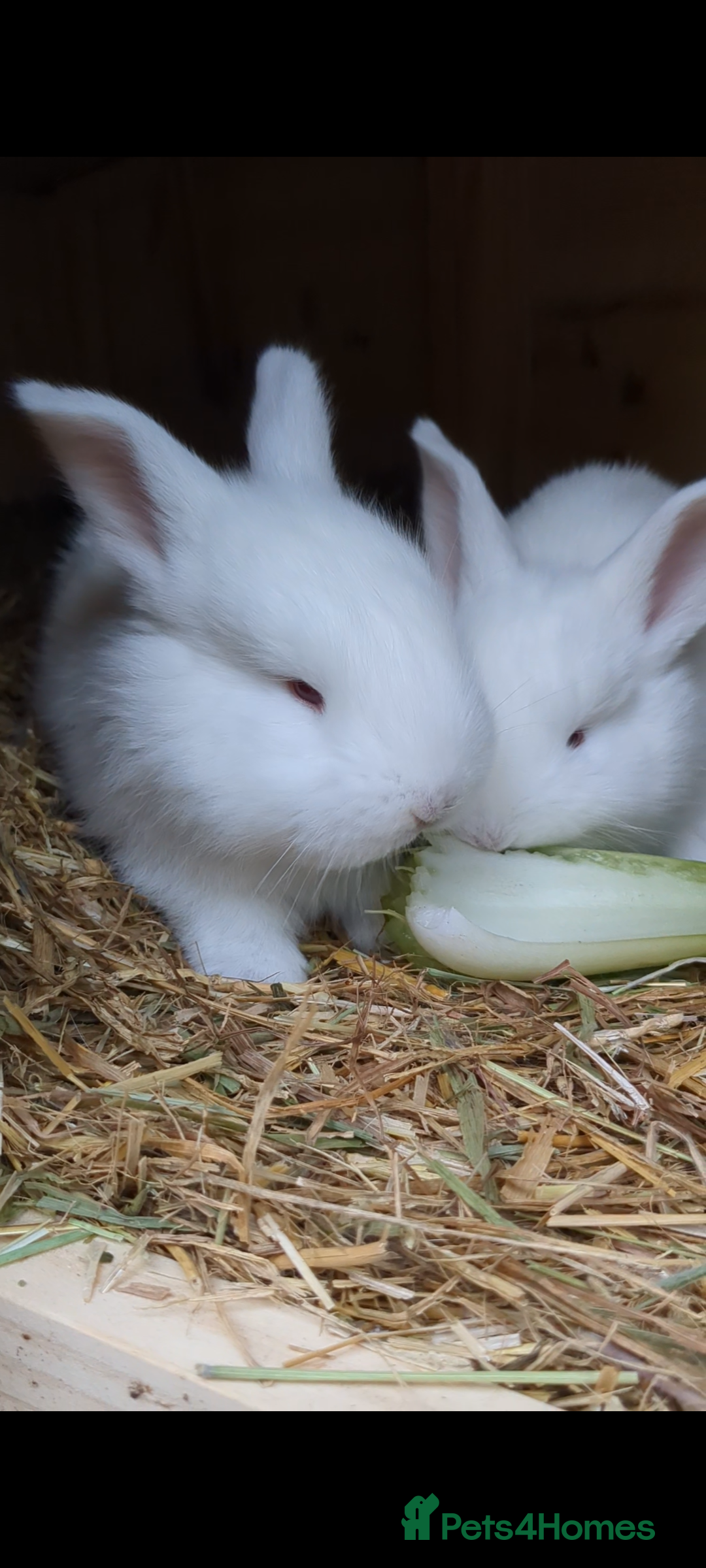 New Zealand rabbits New Zealand white/Flemish giant babies for sale - Advert 13