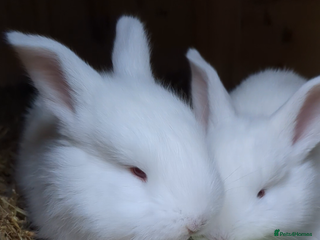 New Zealand rabbits New Zealand white/Flemish giant babies for sale - Advert 1