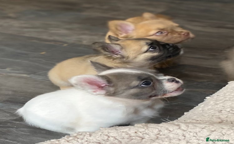 French Bulldog dogs - Advert 2