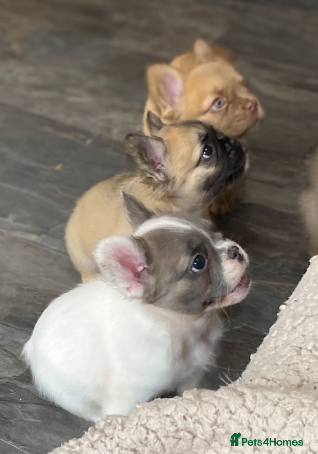 French Bulldog dogs for sale: DNA Health tested 5 🌟 KC fluffy French bulldogs - Image 1