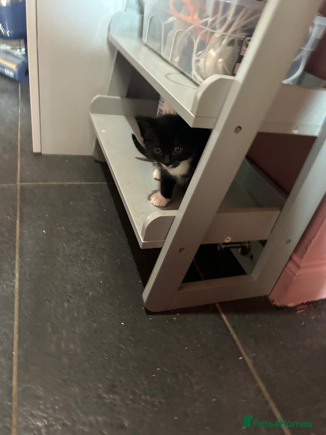 Mixed Breed cats for sale: Kittens for sale - Image 4