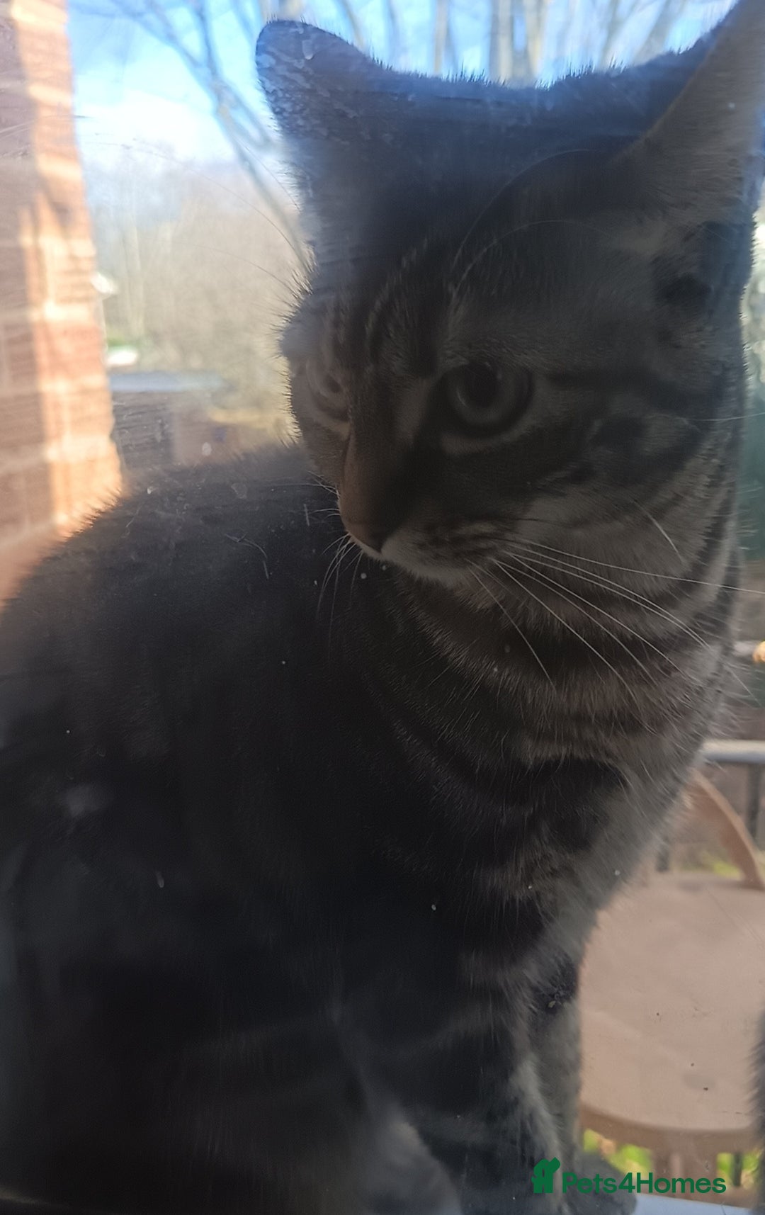 Mixed Breed cats for sale: Two female cats for sale  - Advert 4