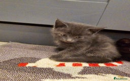 Mixed Breed cats for sale: 5 beautiful kittens looking for their forever home - Image 18