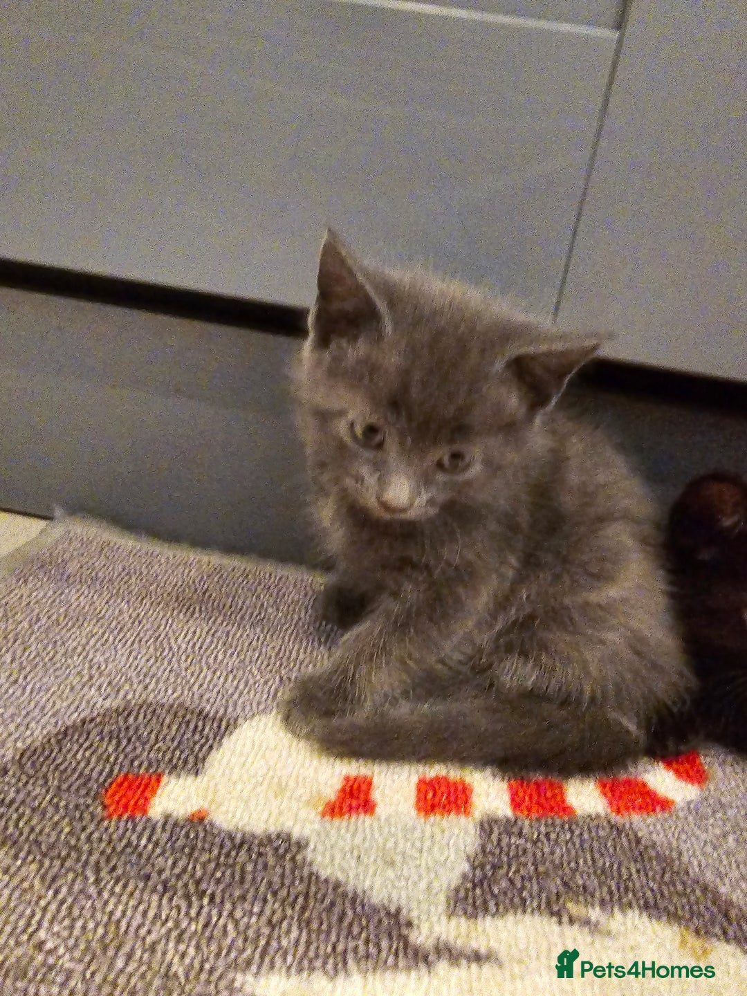 Mixed Breed cats for sale: 5 beautiful kittens looking for their forever home - Image 18