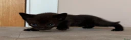 Mixed Breed cats for sale: Sphynx cross kittens x6 - Advert 22