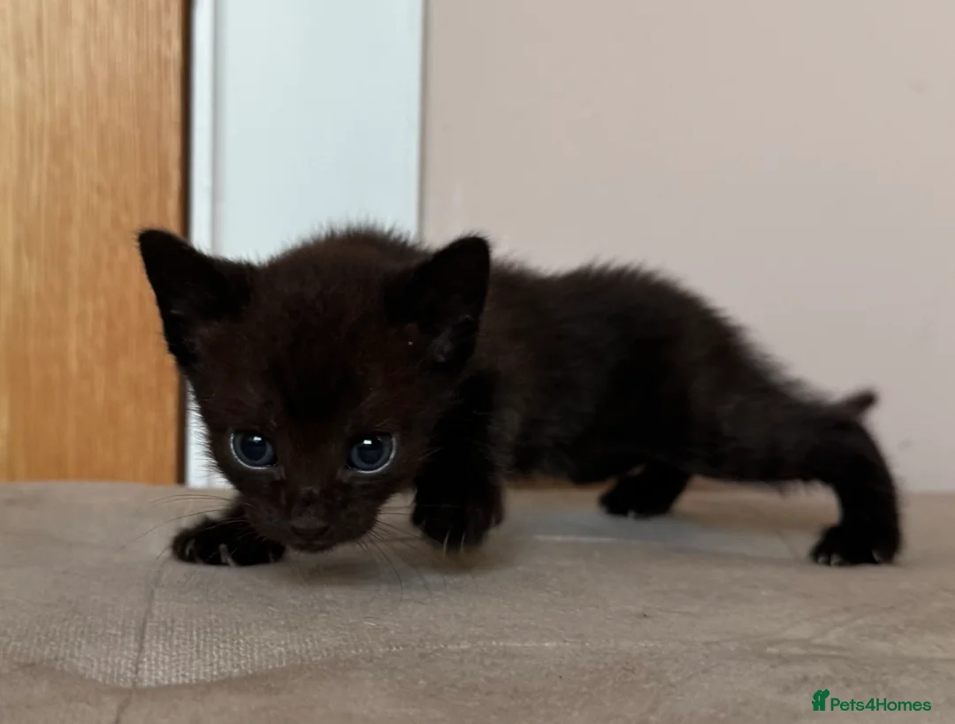 Mixed Breed cats for sale: Kittens READY! Sphynx cross - Advert 37
